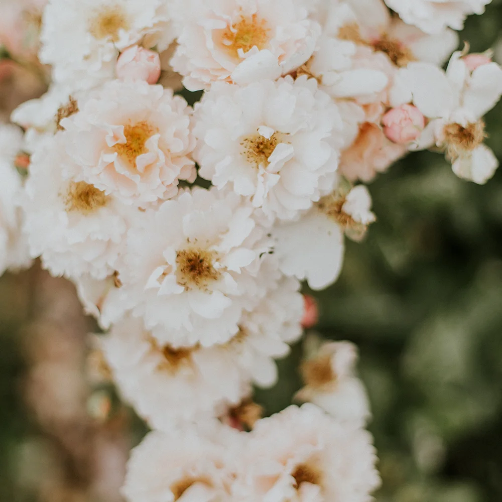 rustic-garden-wedding-invitation-inspo.jpg
