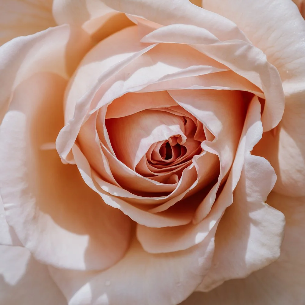 quinne-invitation-suite-inspo.jpg