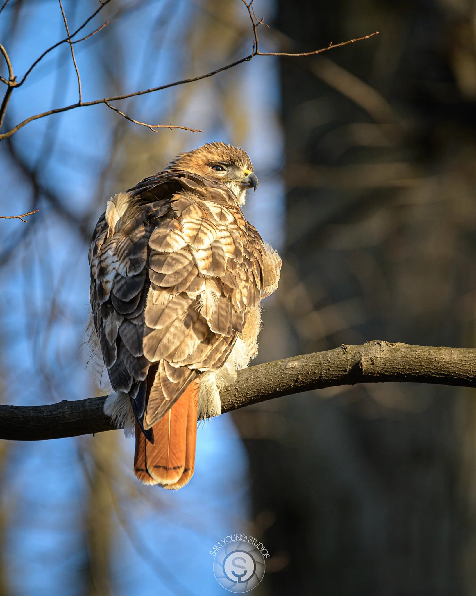 Red Tail Hawk