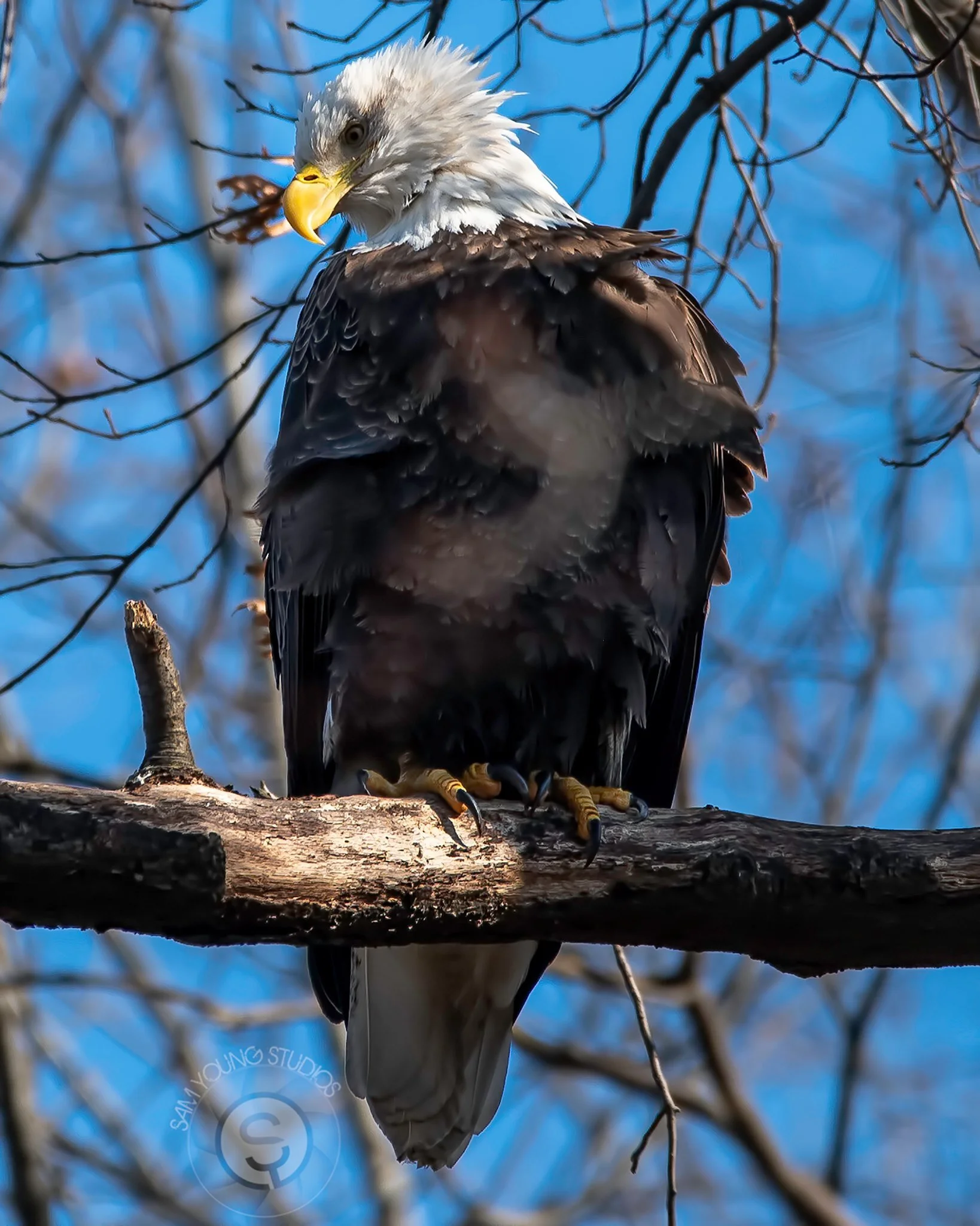 Bald Eagle