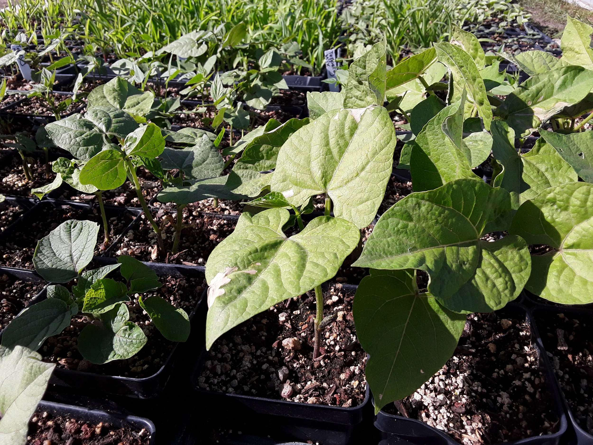 Adopt-a-Variety Bean Starts
