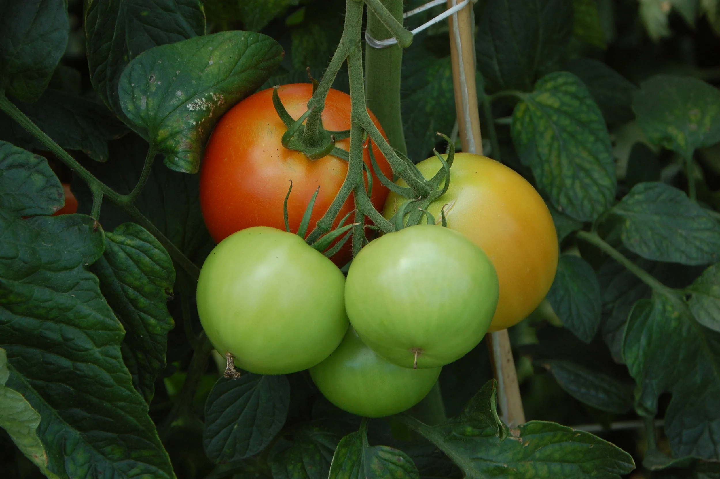 Tom-ay-to, Tom-ah-to