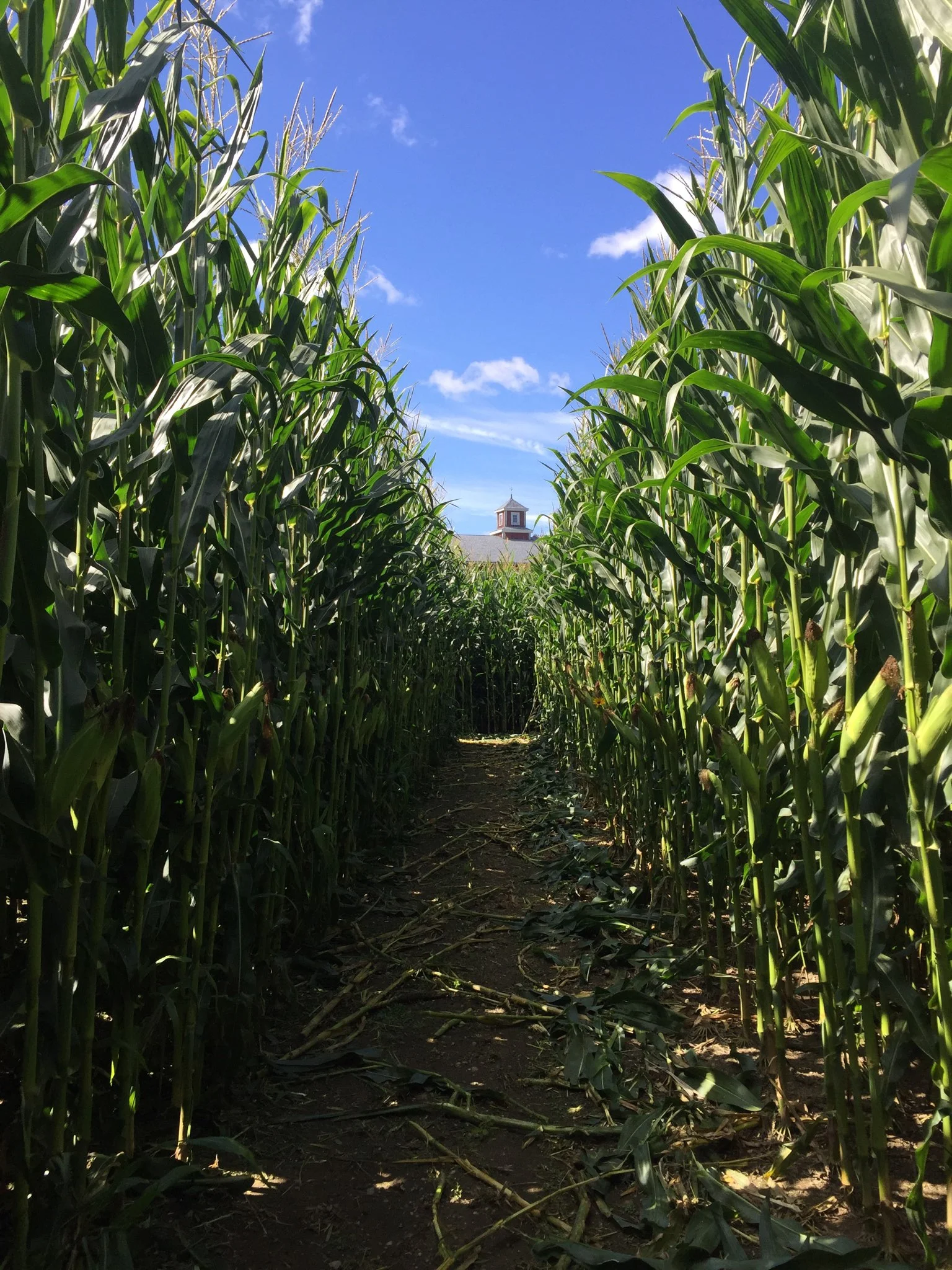 Glow Light Night in the Maze!