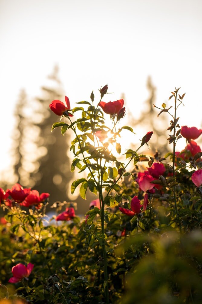 a bed of thorns and roses