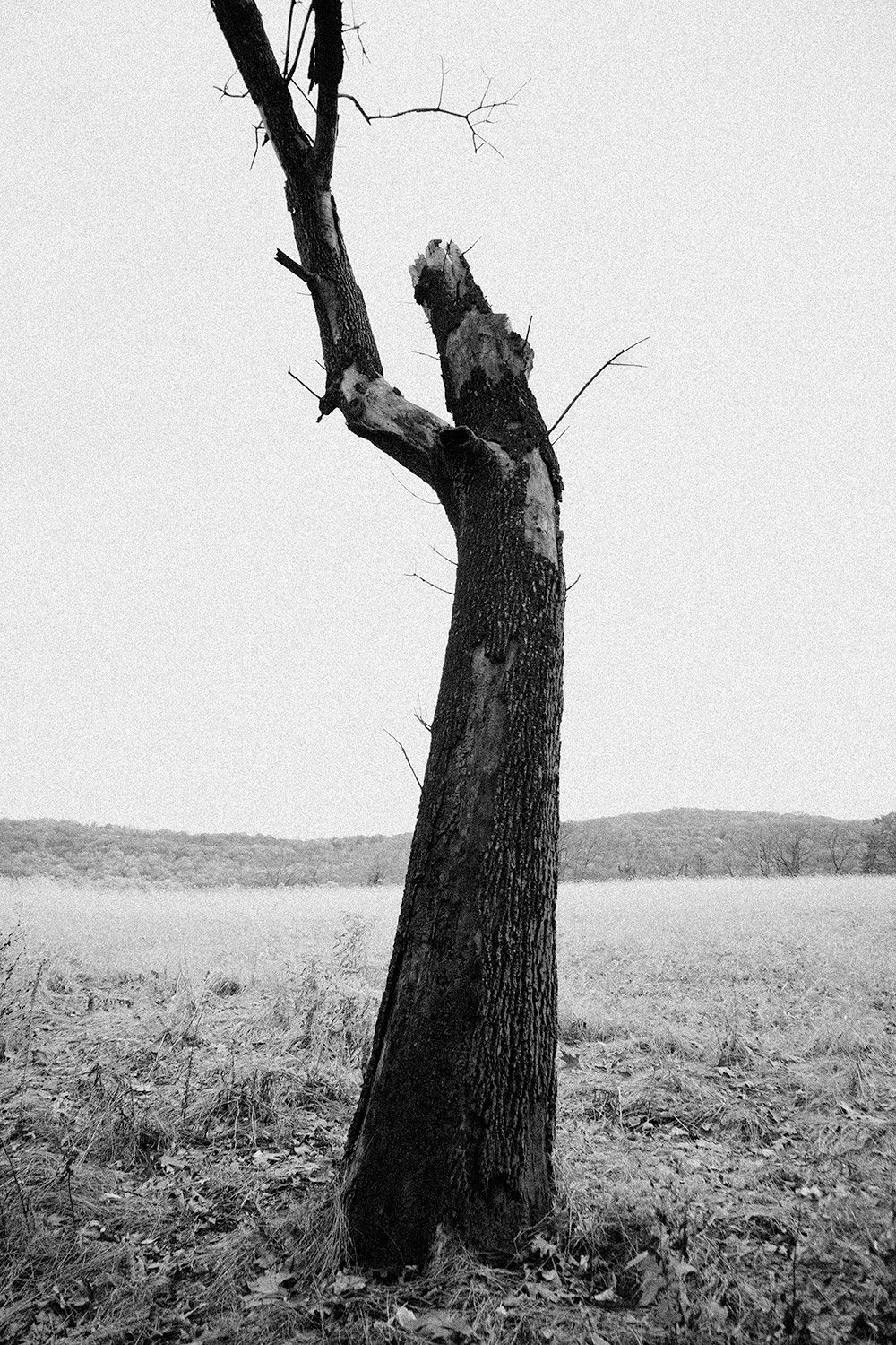 Allentown-Tree-2.jpg