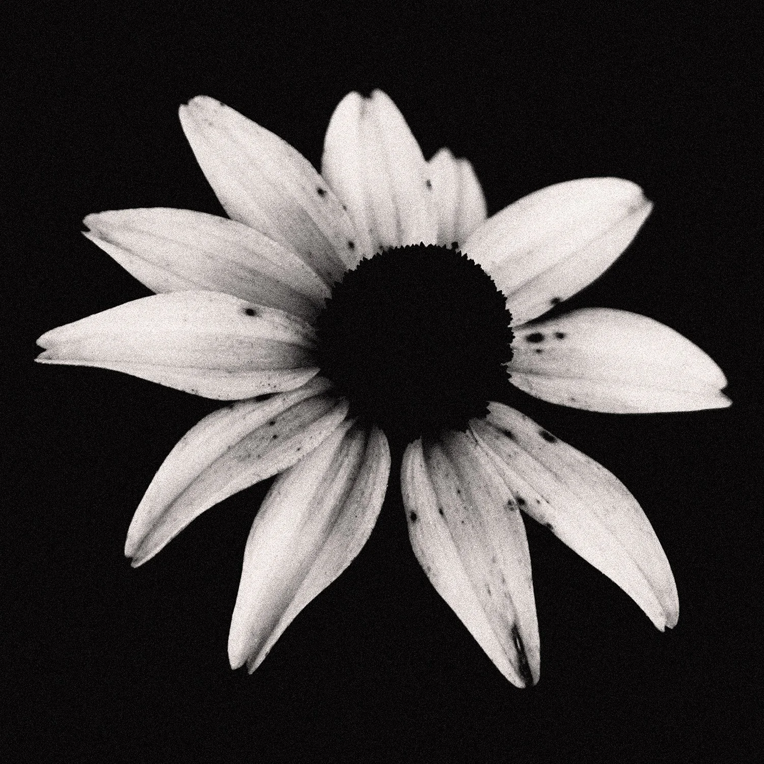 flower.jpg