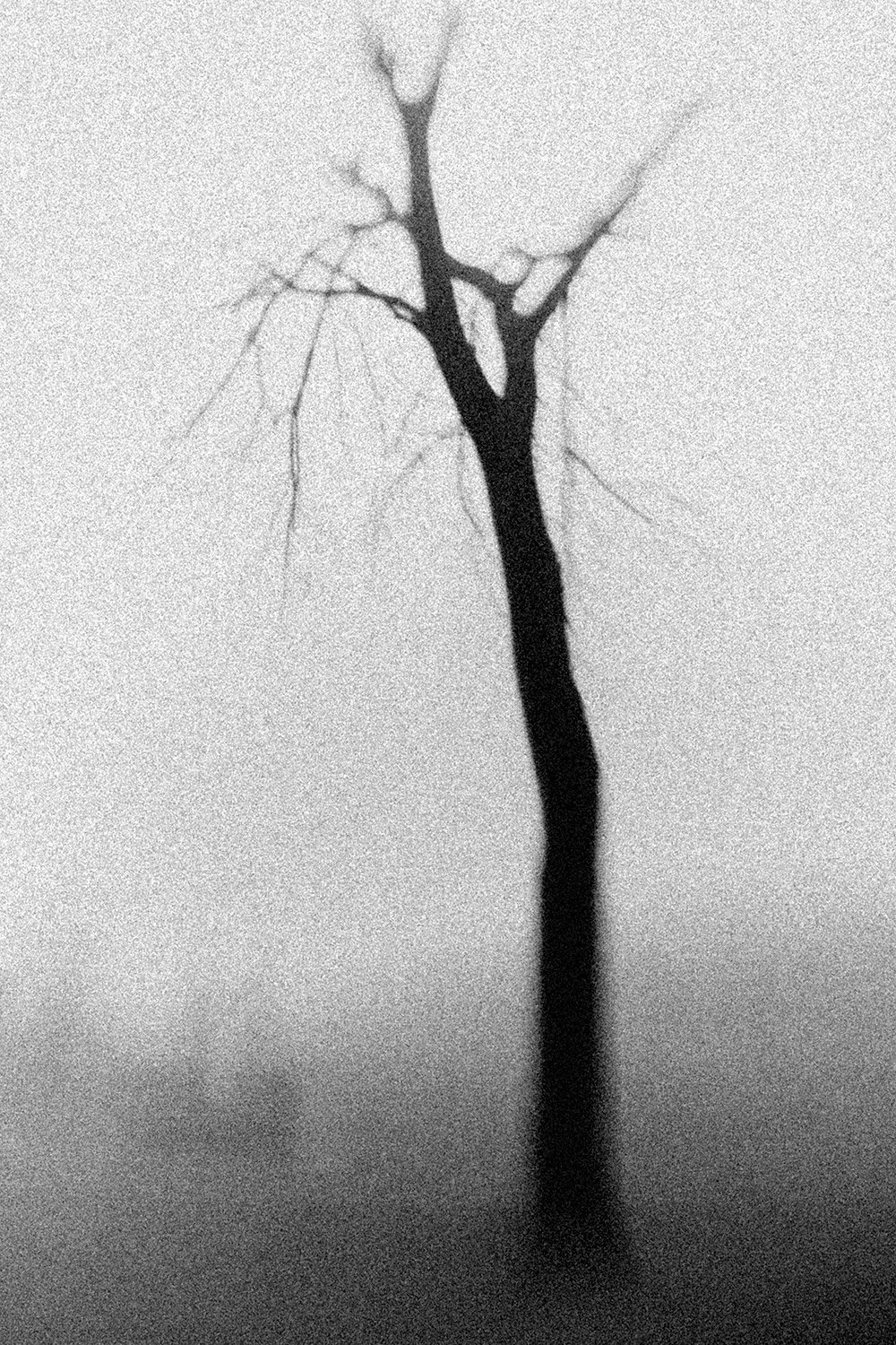abstract-tree.jpg