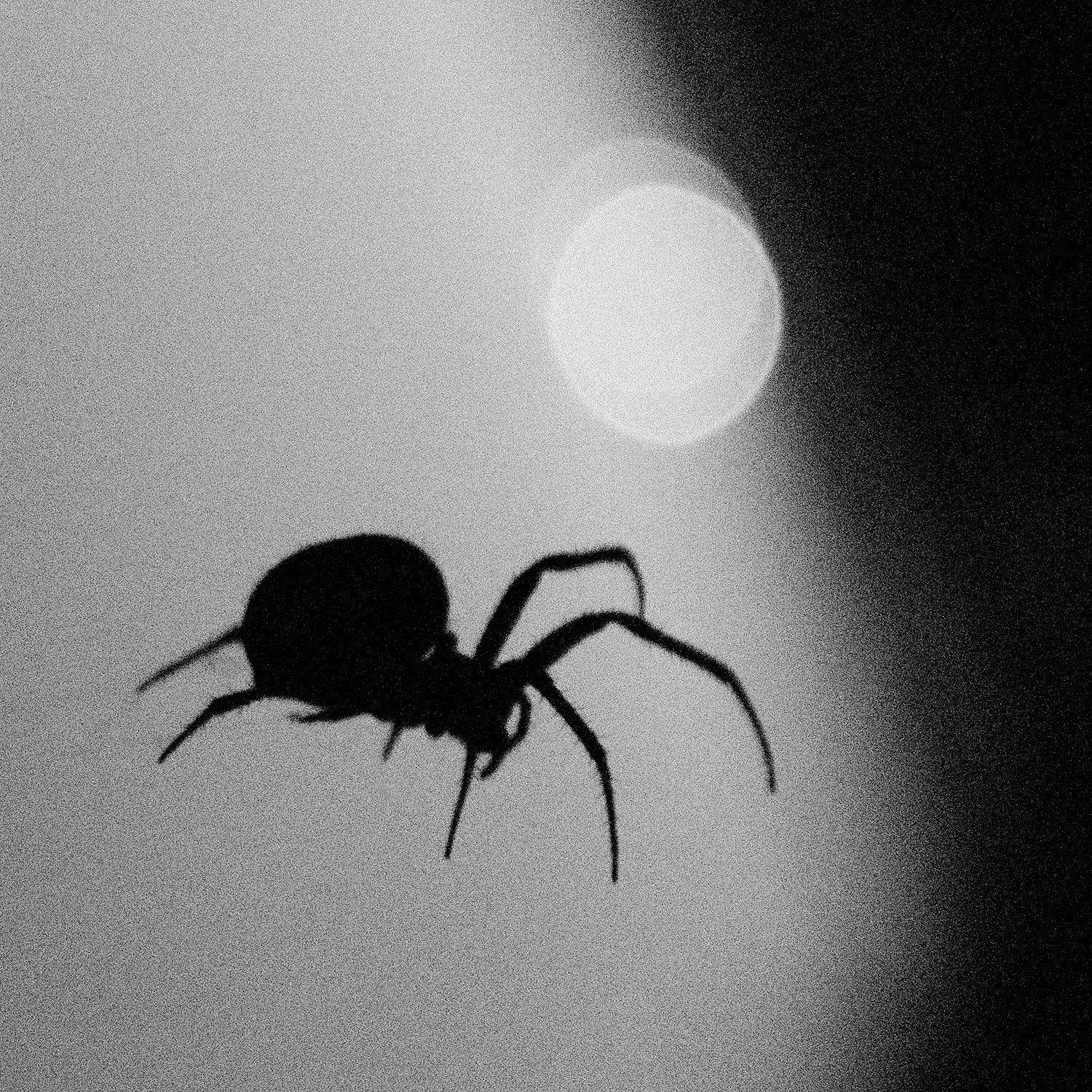 Spider-2.jpg