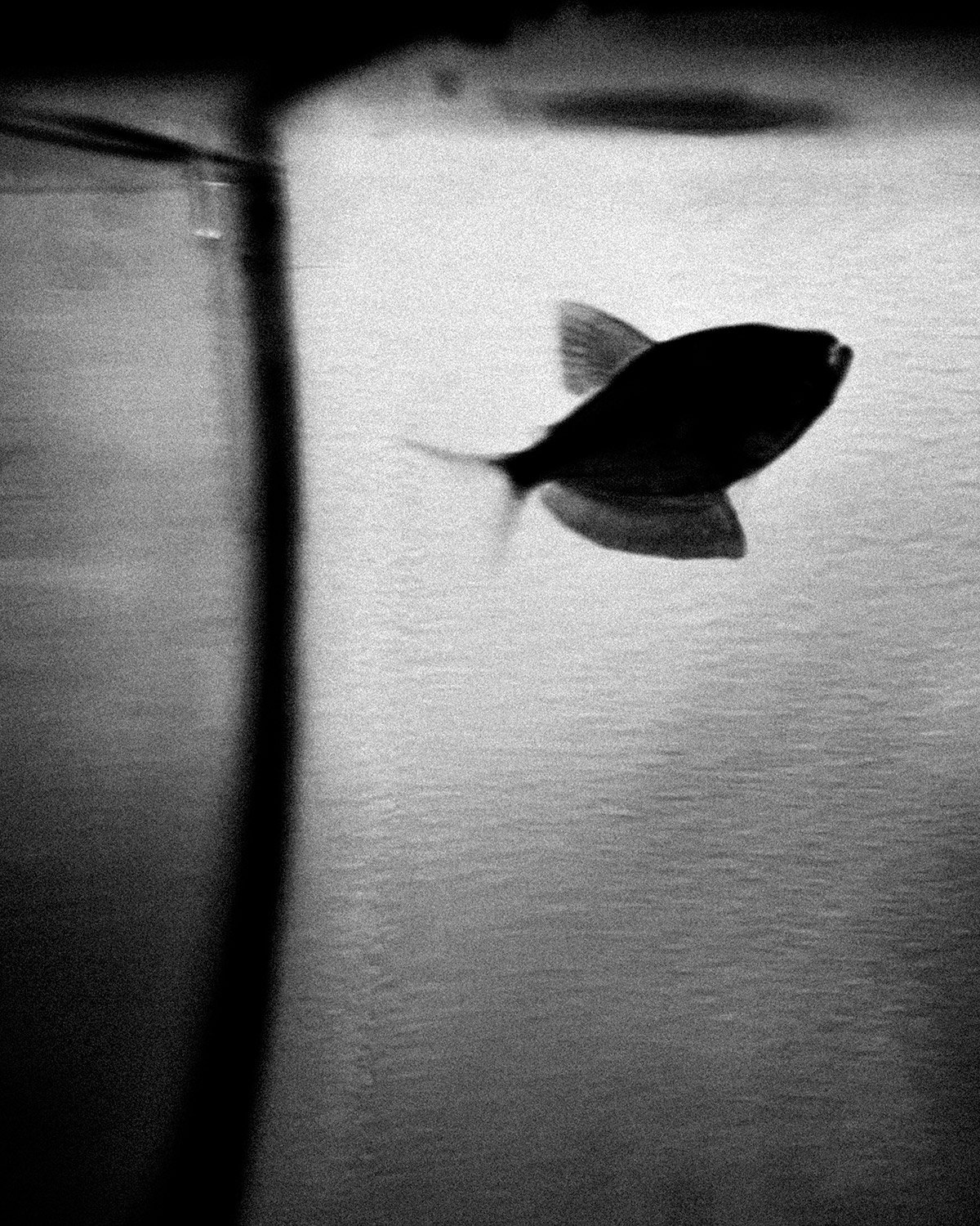 Gold-Fish.jpg