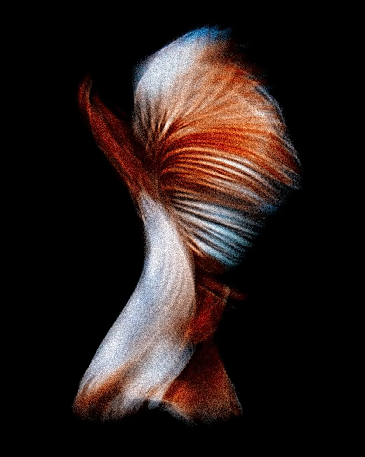 Beta-Fish-2.jpg
