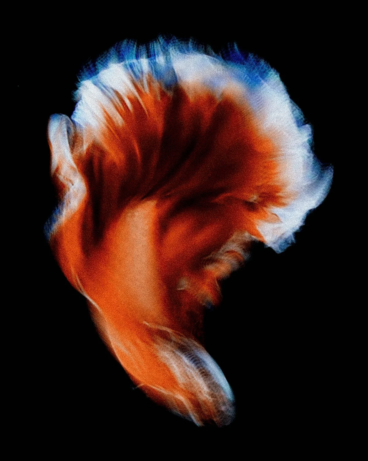 Beta-Fish-3.jpg
