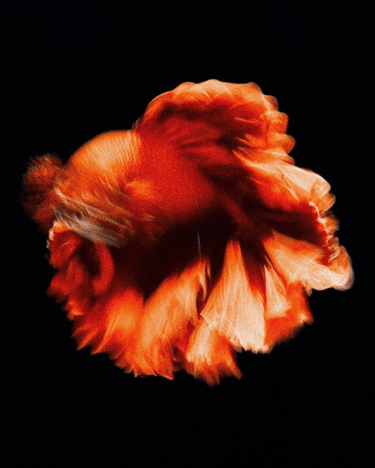 Beta-Fish-4.jpg