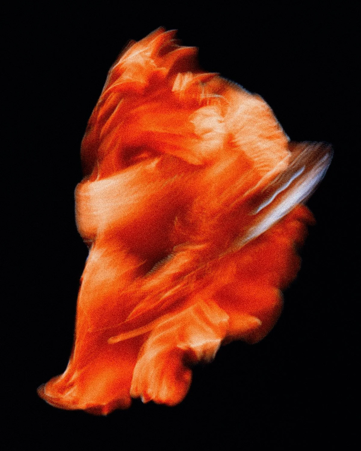 Beta-Fish-5.jpg