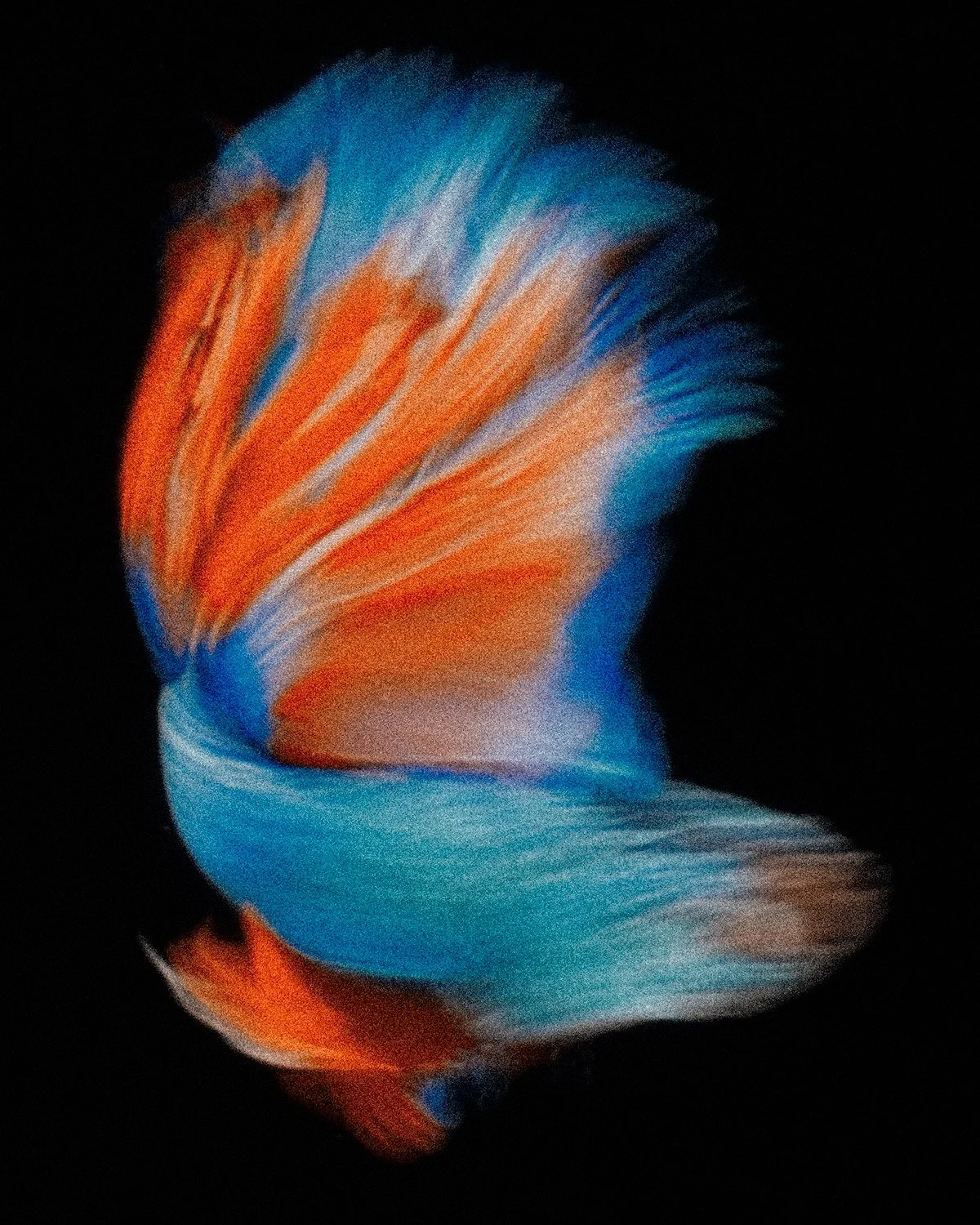 Beta-Fish-6.jpg