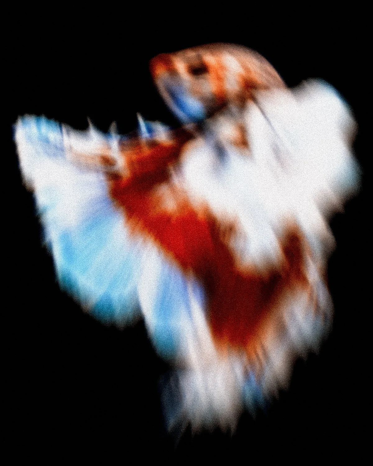 Beta-Fish-7.jpg