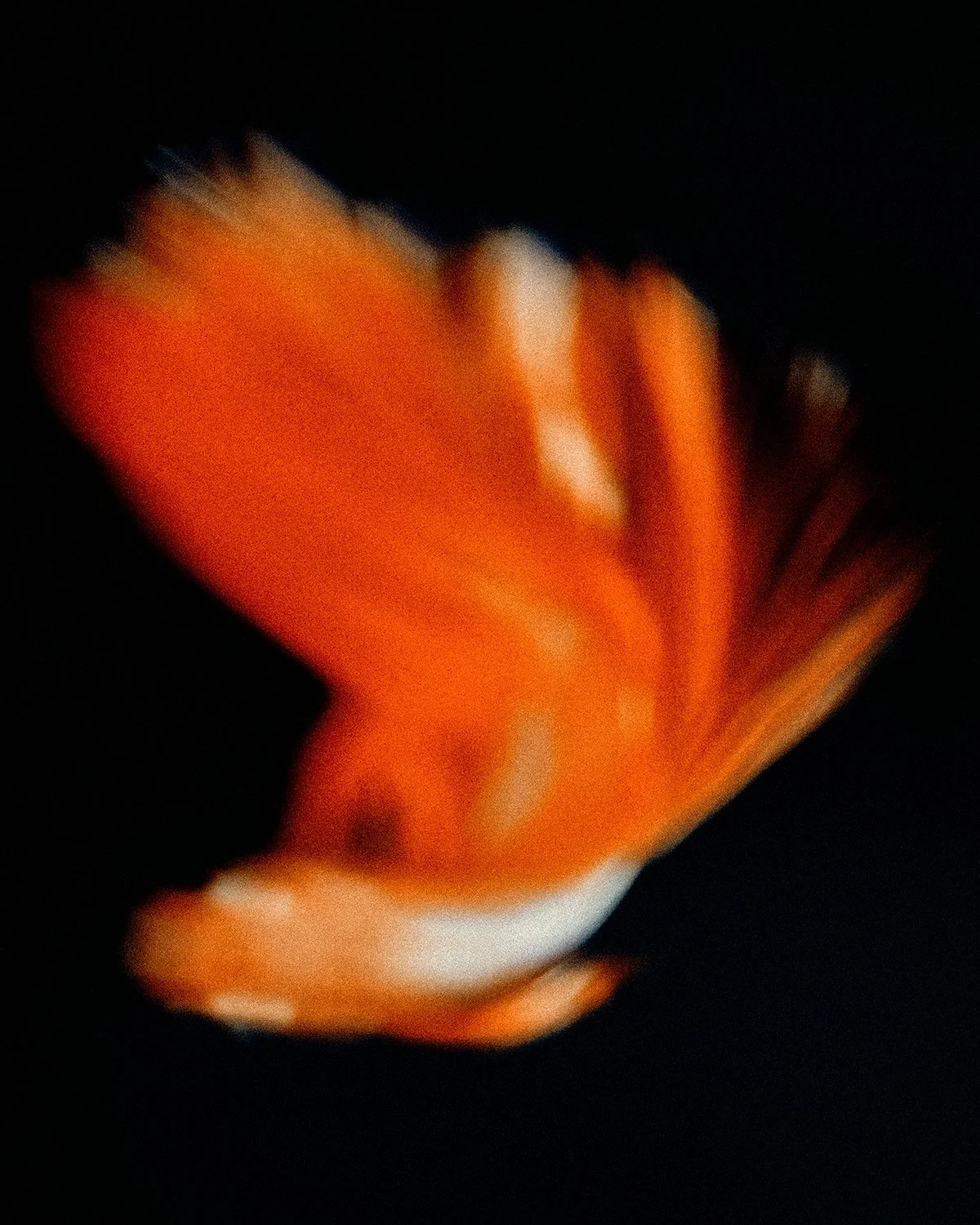Beta-Fish-8.jpg