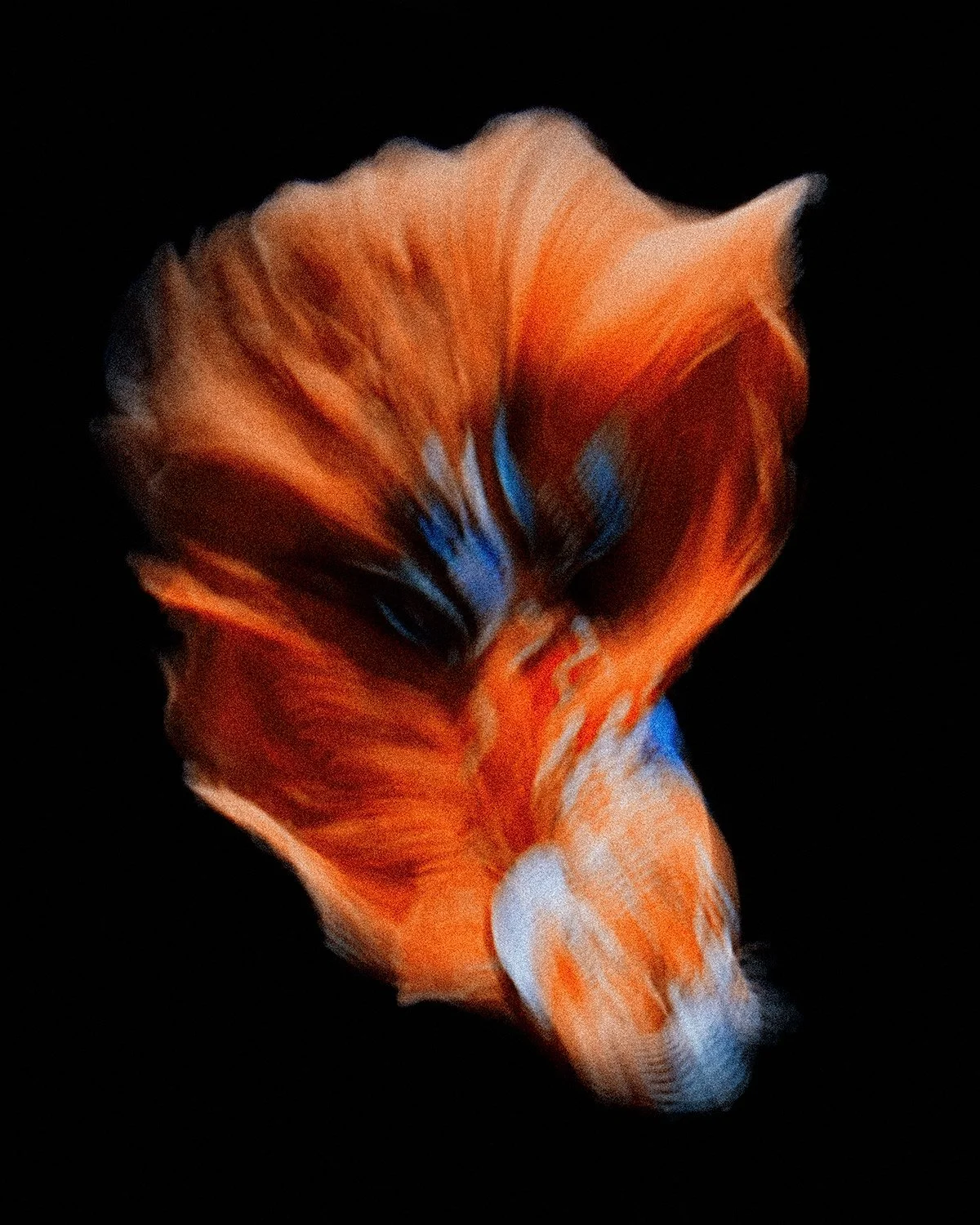 Beta-Fish-1.jpg