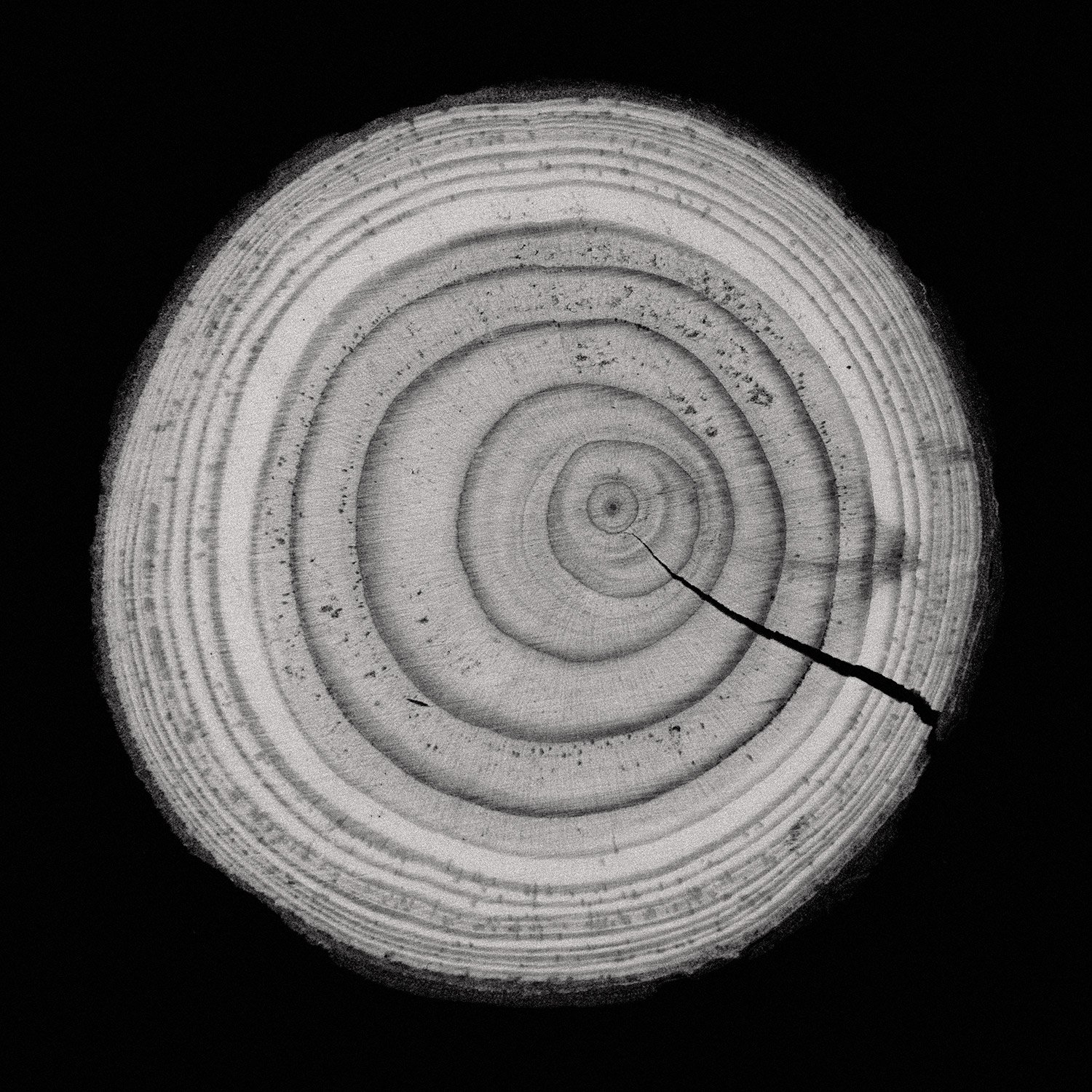 Tree-rings.jpg