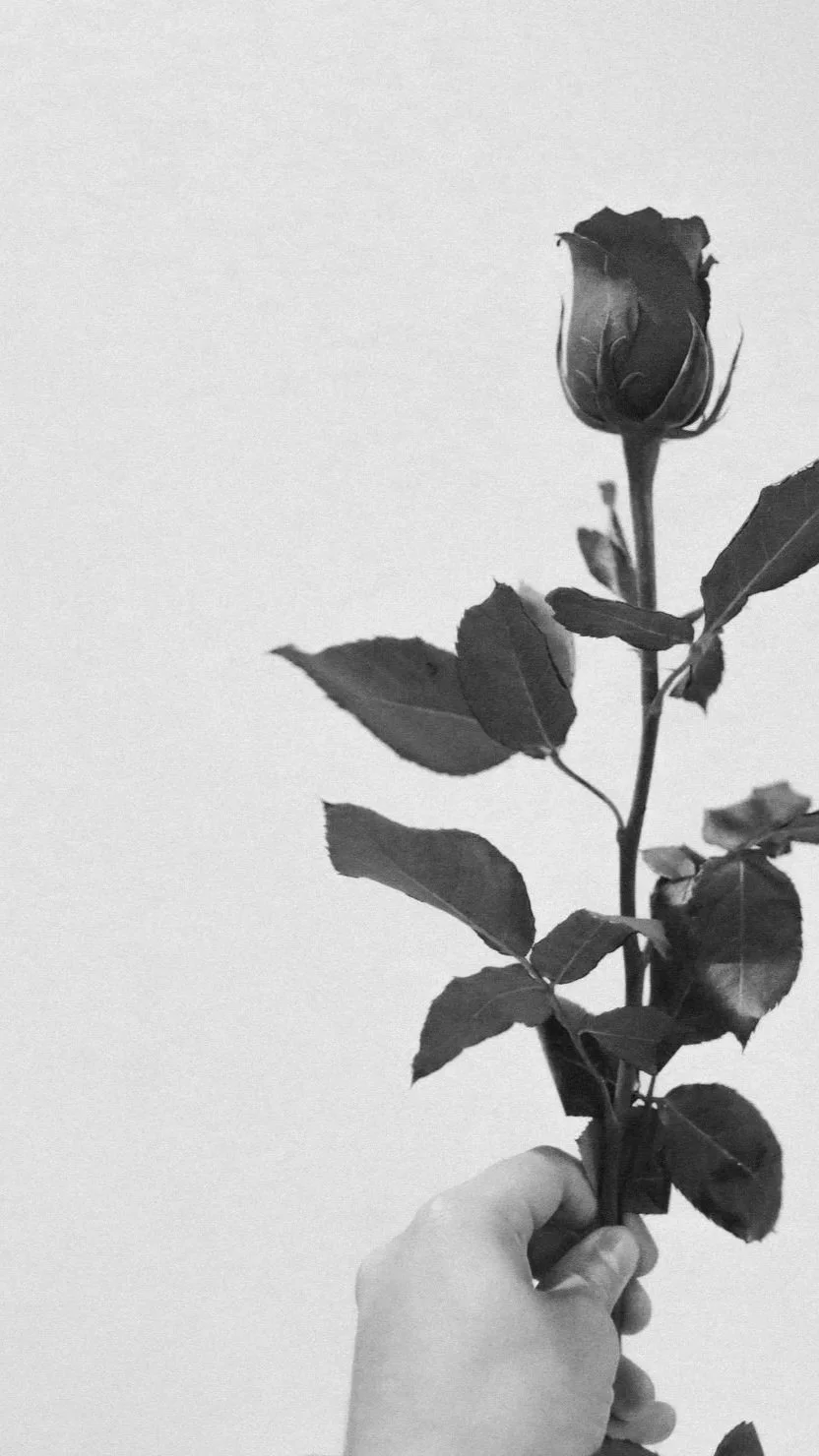 person holding a rose