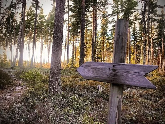 🇸🇪 Vad vore livet utan dig skogen?Tack f&ouml;r att du finns! 🙏🏼🌲
#visitdalarna #ute&auml;rdetnyainne #vandring #skogsbad #solnedg&aring;ng
.
..
...
🇬🇧 Grateful for every moment in the forest! Hope to bring you there some day. 🙌🏼🌲
#swedishn