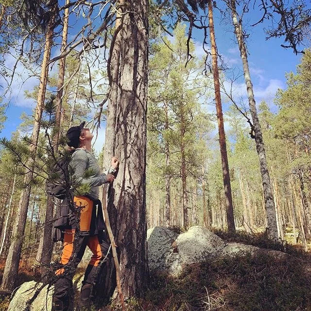 🇸🇪Om träd kunde tala... Även om de inte talar vårt språk går det att hitta många spännande tecken som berättar om det förflutna. Det är fascinerande att tänka på hur många hundra år de stått där stilla, betraktandes, tålmodiga. Fö