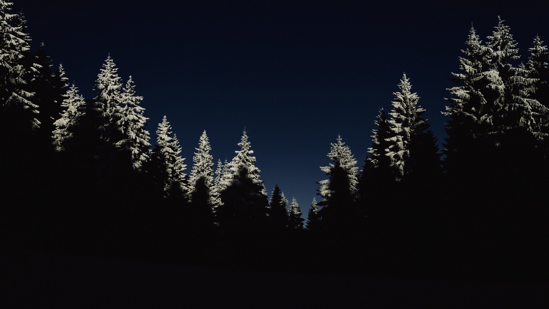 Skog natt @Pixabay.jpg