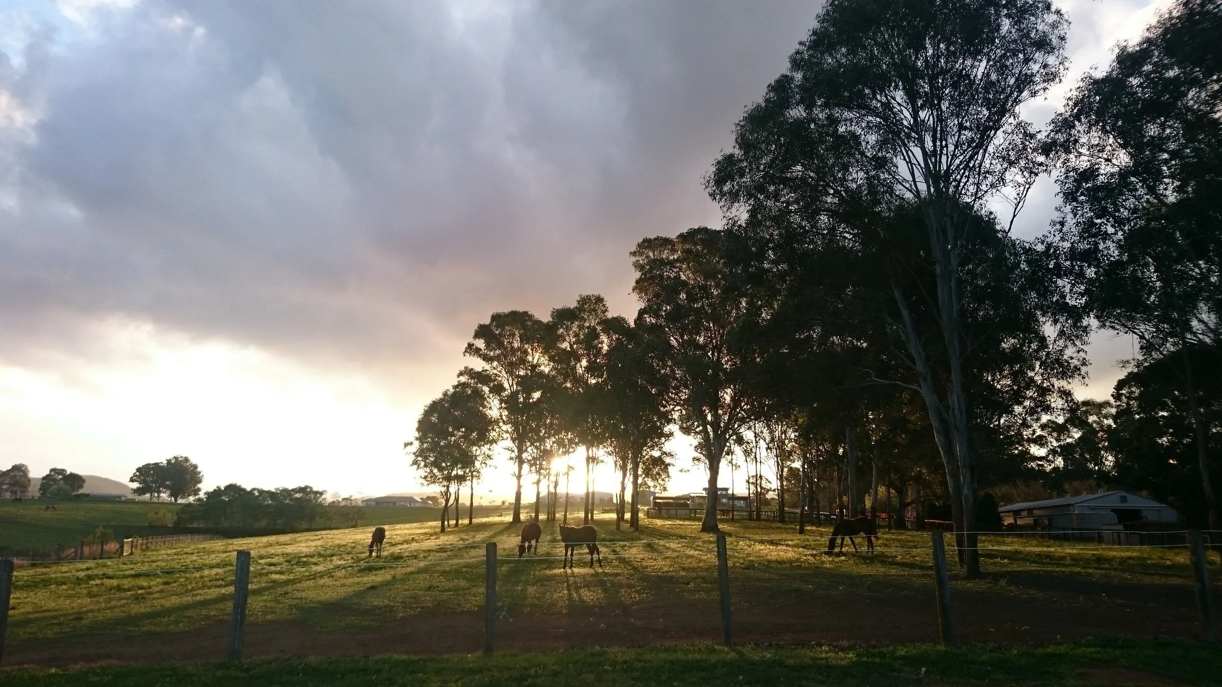 Fairview Park Stud - Thoroughbred Agistment & Breeding Sydney - Property.jpg
