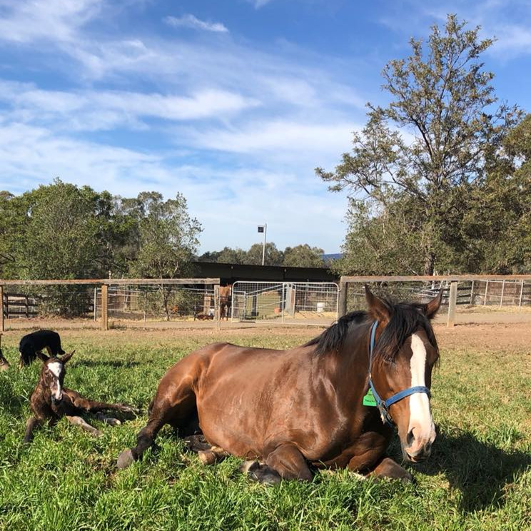 Fairview+Park+Stud+-+Thoroughbred+Agistment+%26+Breeding+Sydney+-+Horse+2.jpg