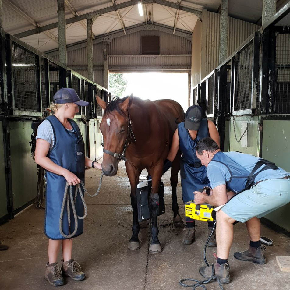 Fairview Park Stud Thoroughbred Agistment Sydney - Onsite Vet