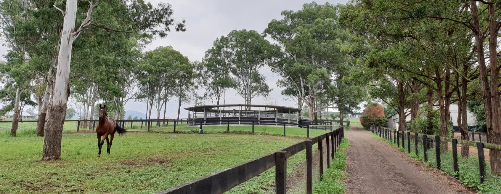 1+Fairview+Park+Stud+Thoroughbred+Agistment+_010.jpg