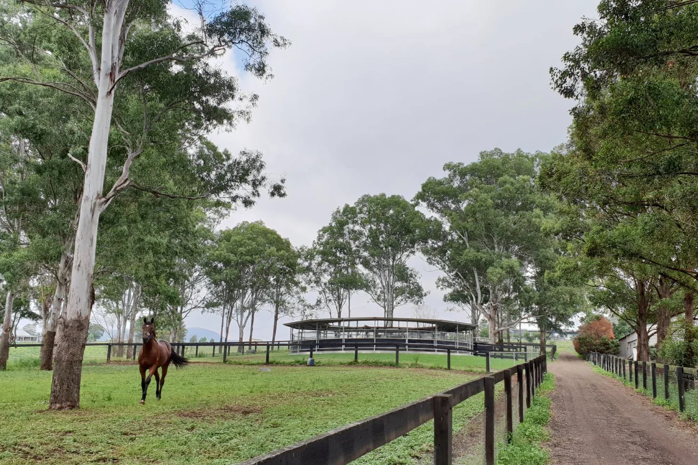1+Fairview+Park+Stud+Thoroughbred+Agistment+_010.jpg