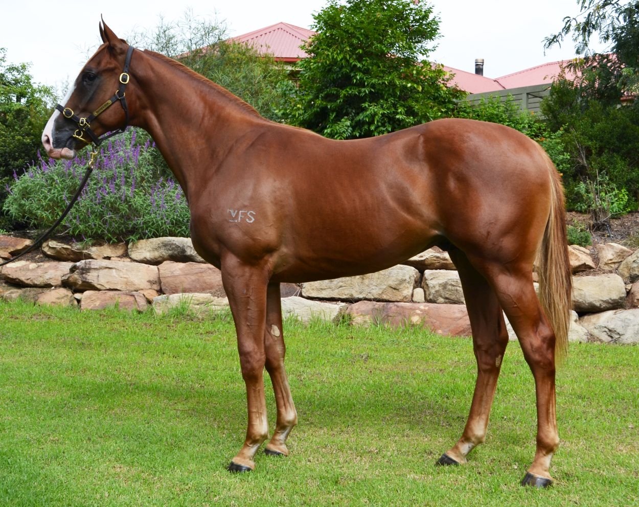 Lot 449 Chestnut Colt by Shooting to Win out of Eye For Fun