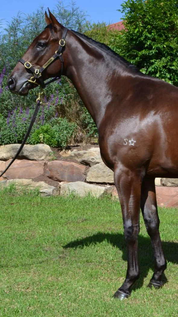 2019 Easter Yearling Sale Draft