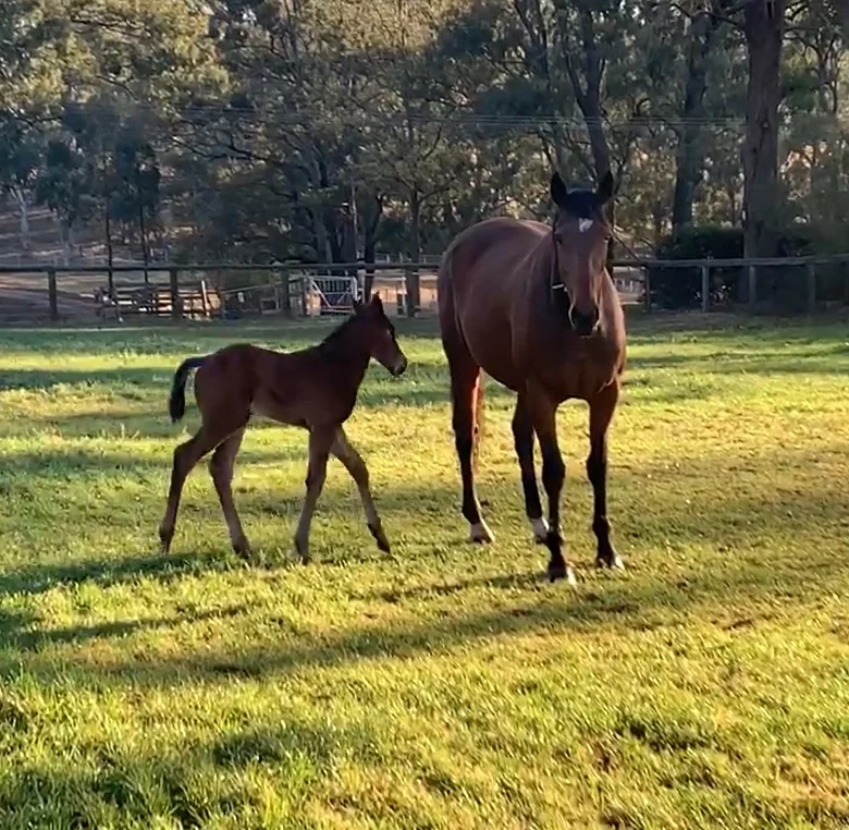 Pierro colt testing his legs...
