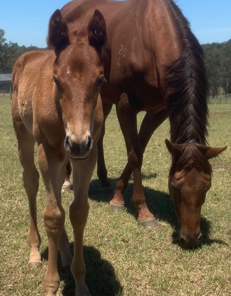 Dam's half-brother VOW AND DECLARE wins the Melbourne Cup 