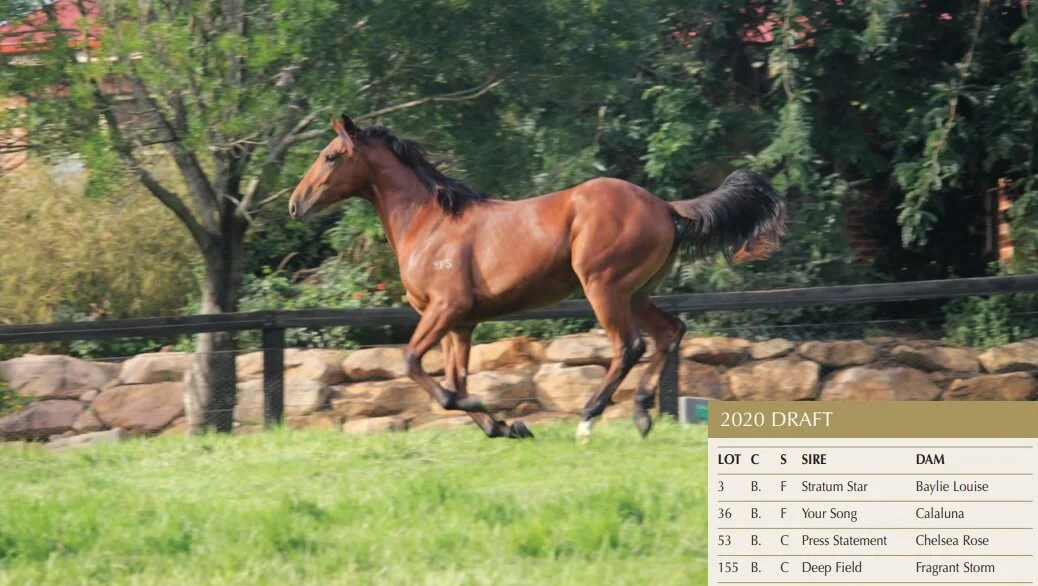 Fairview Park Stud: Inglis Classic Yearling Sale