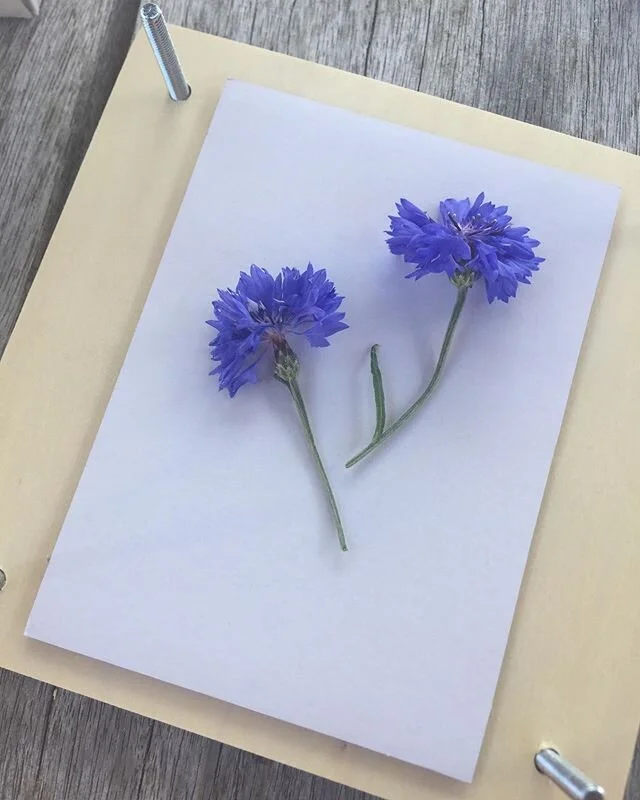 Pressing cornflowers grown from our seed bombs 💙
⠀⠀
Thanks for sharing @jane_nicholas x