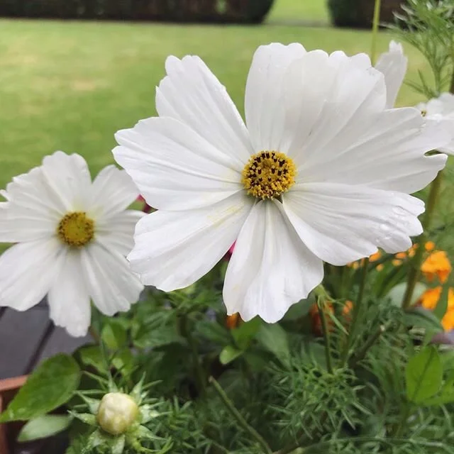 All white | coming this spring 🤍