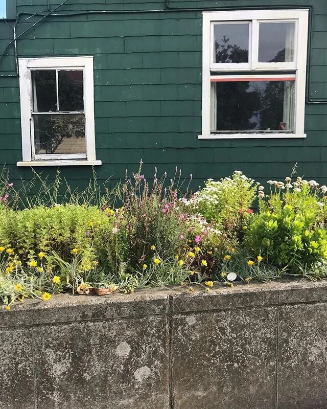 Appreciate any urban garden, it&rsquo;s better than more concrete.
P.s. spot the banana peel 🍌