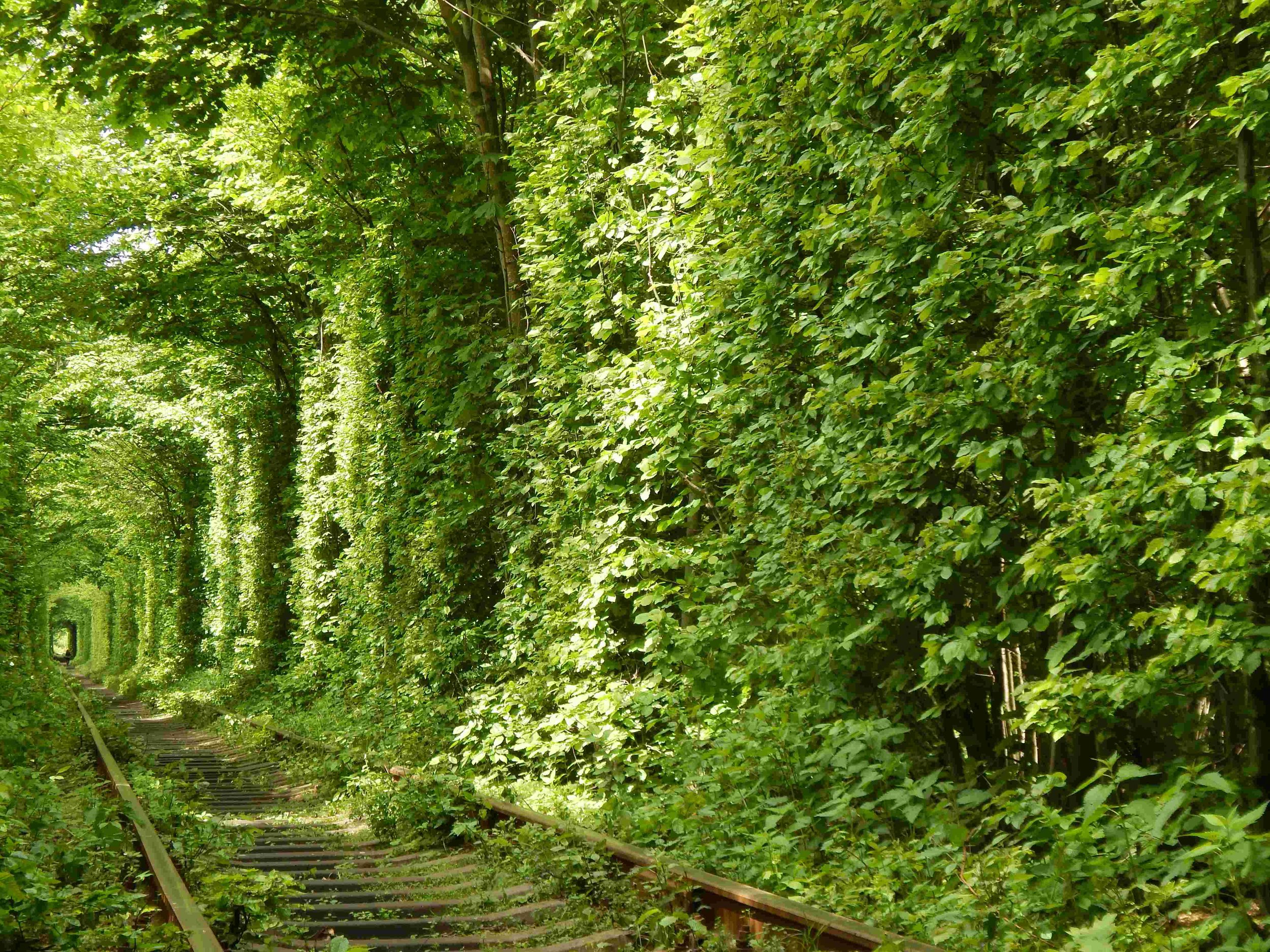 Tunnel of Love, Ukraine.jpeg