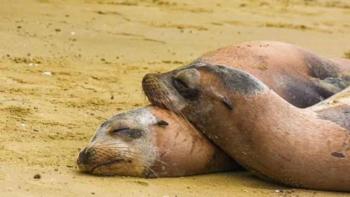 Are you dreaming of the ideal blend of relaxation and adventure? 🏝️🐢
The Galapagos Islands deserve a spot at the top of your bucket list! This once-in-a-lifetime journey allows you to immerse yourself in incredible wildlife, breathtaking landscapes