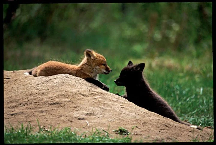 🐾❄️ Discover the stunning wildlife of Alaska with a journey to Denali National Park! Imagine spotting adorable baby foxes, one red and one black, playing along the banks of the Nenana River. This breathtaking destination offers incredible opportunit