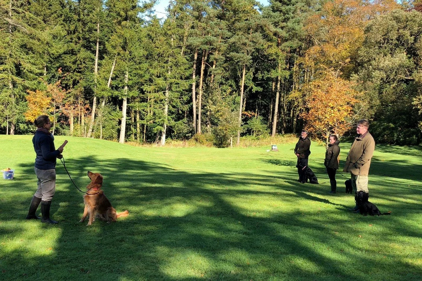 Dog Training Somerset Gundog Training Puppy Beginner Intermediate ...