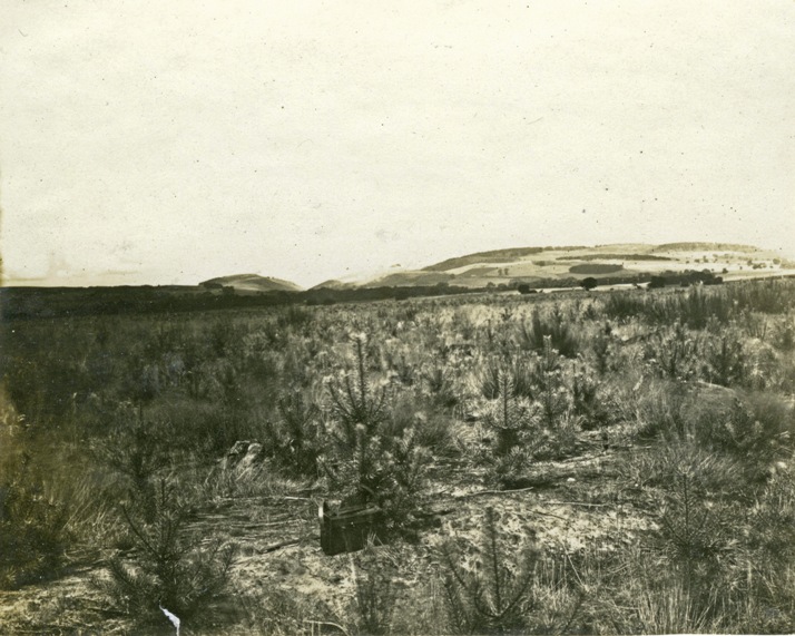 First planting, Culbin, 1924