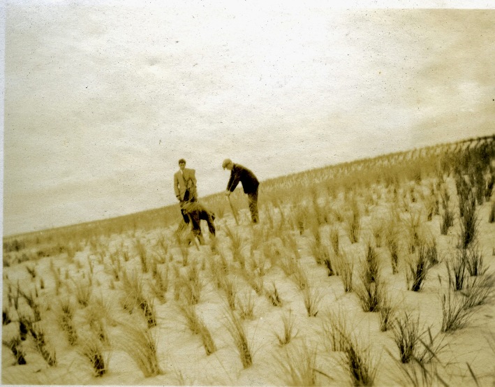 Marram grass plantings, Culbin, 1925