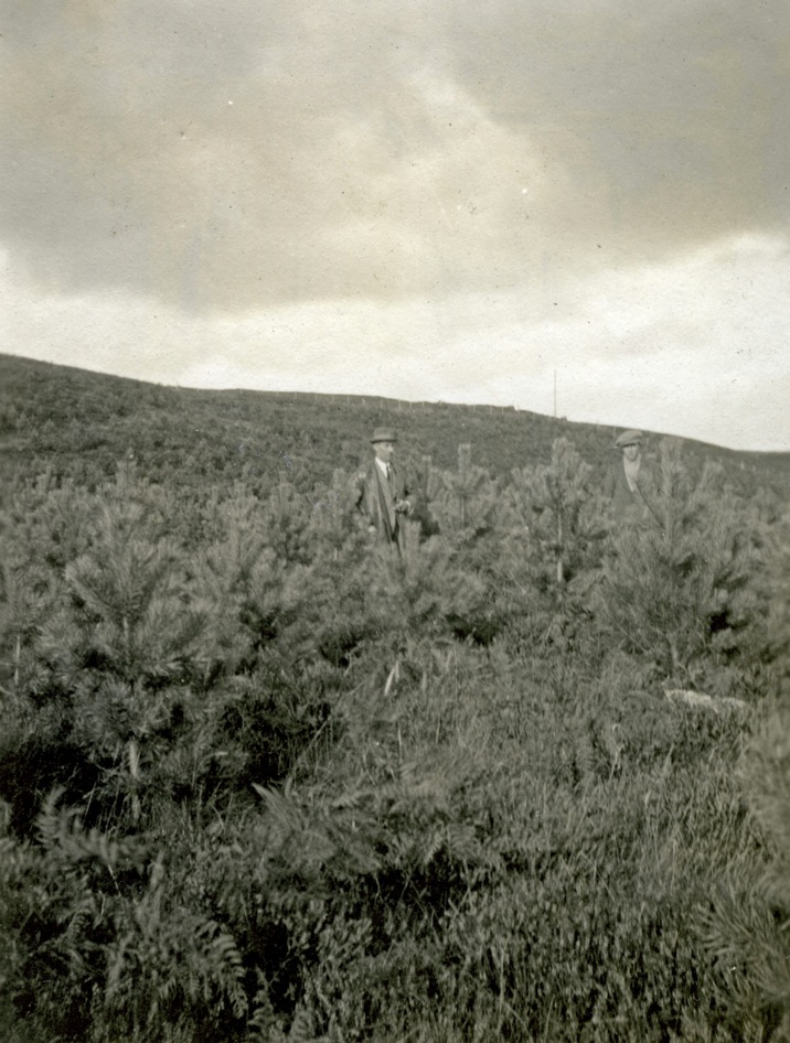 Inchnacardoch plantings, 1926