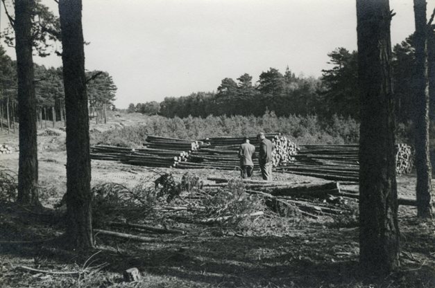 Pine thinnings for pit wood, Culbin, 1946