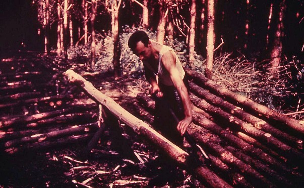 Hand-peeling timber, 1950
