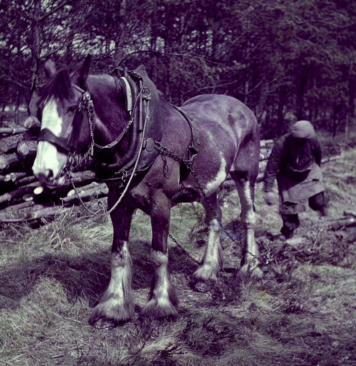 A horse drags timber, 1955