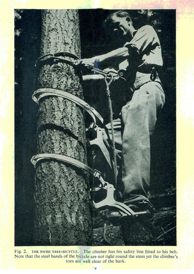 Cone gathering, 1959